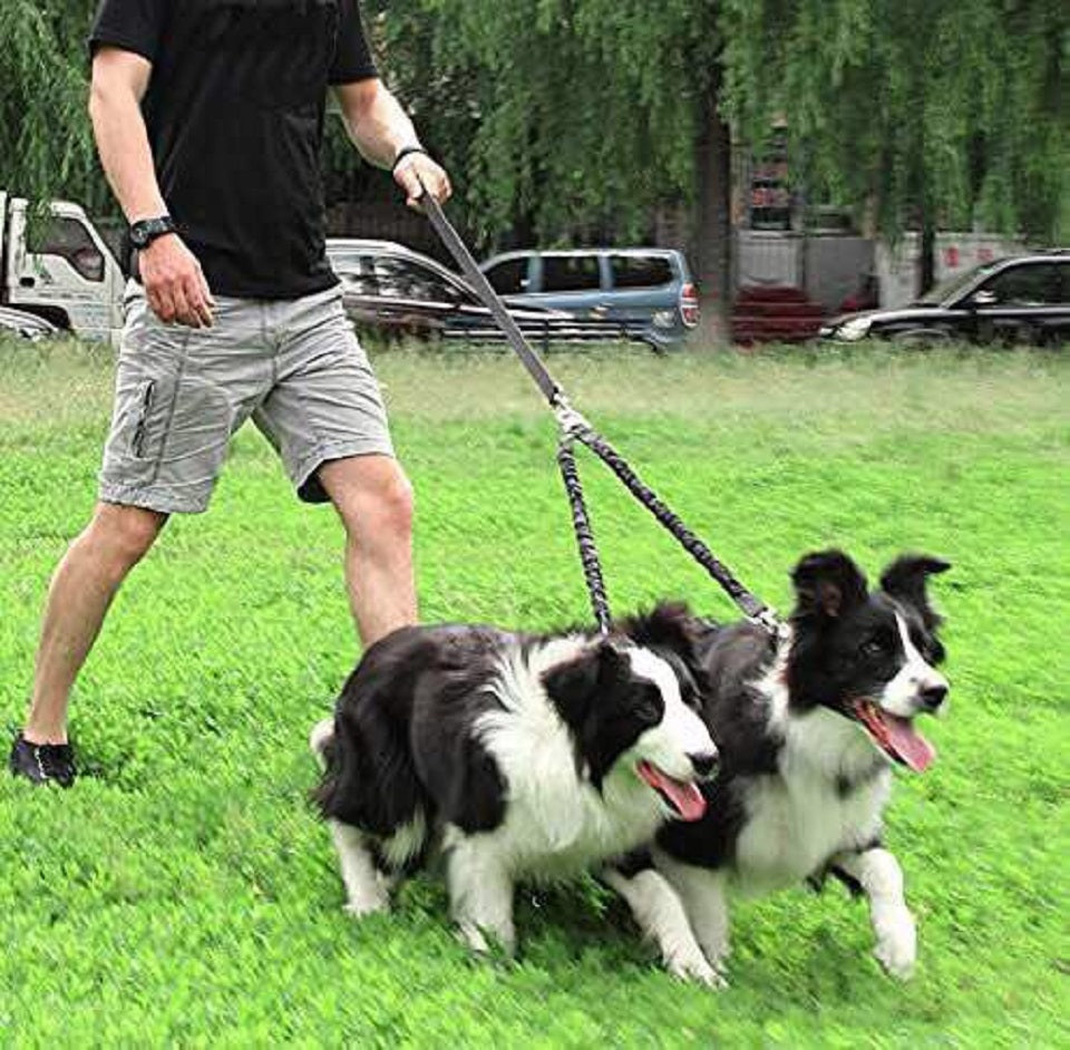 Double Dog Bungee Leash