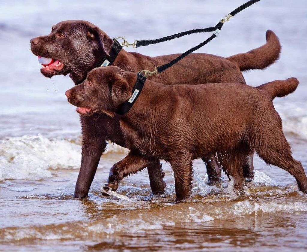 Double Dog Bungee Leash