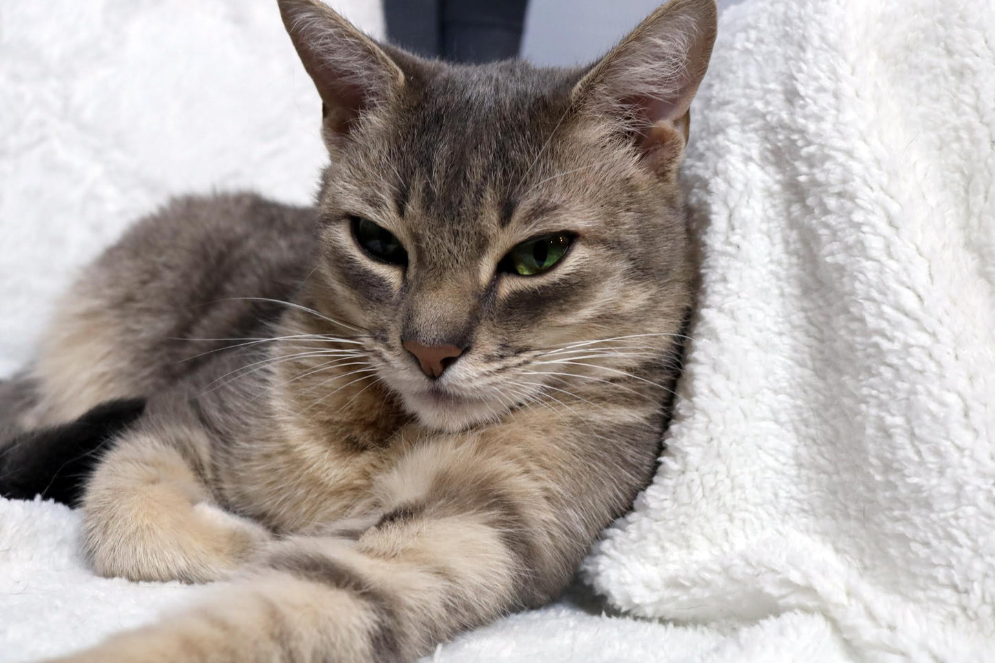 Luxury Pet Blanket