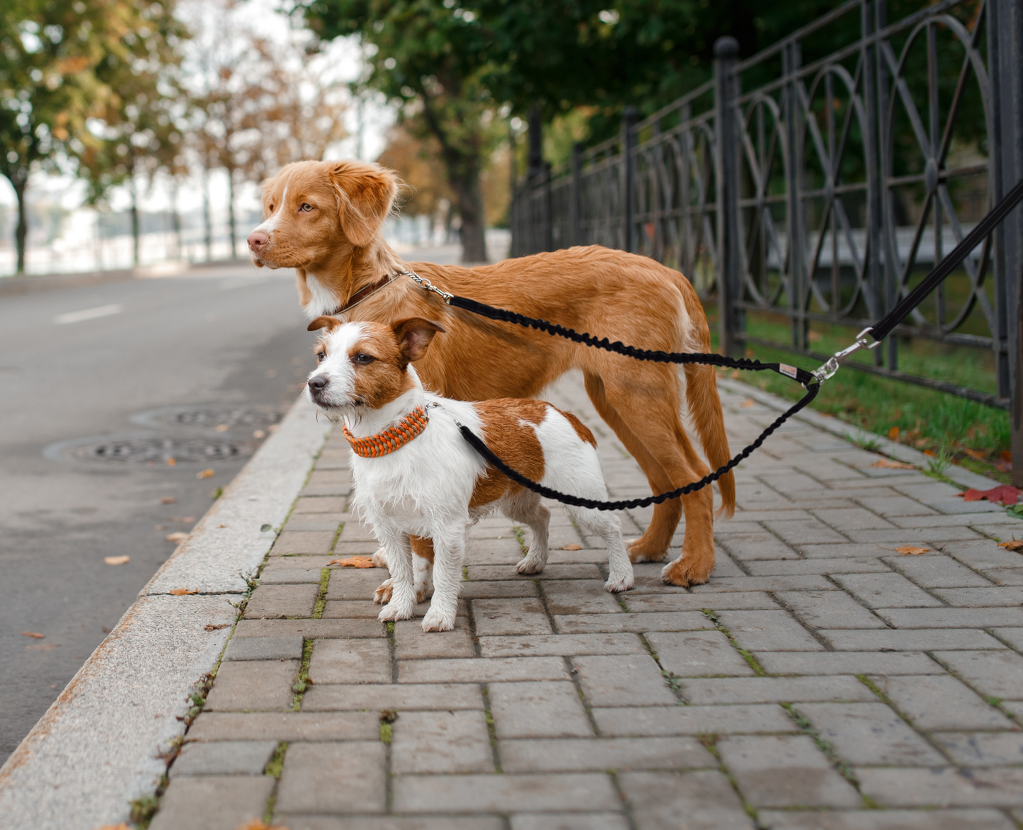 Double Dog Bungee Leash